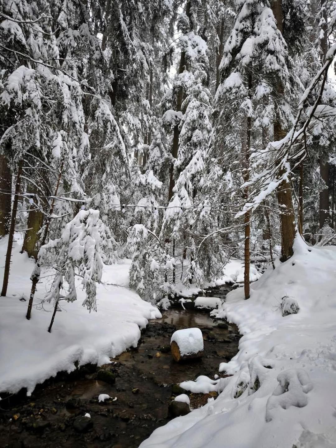 Mountain Studio Asp E63 Borovets Gardens Exterior foto